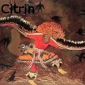 Ione Citrin -  - Oil Painting
