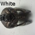 Jacob Allen White - Helmet of the unknown - Sculpture